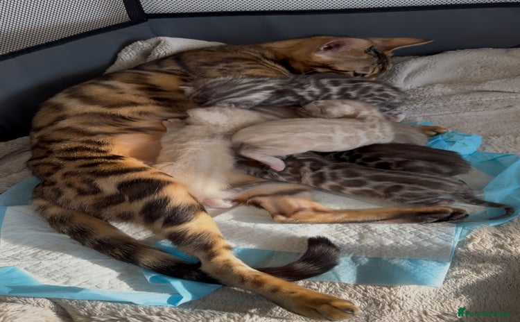 Bengal cats - Advert 2