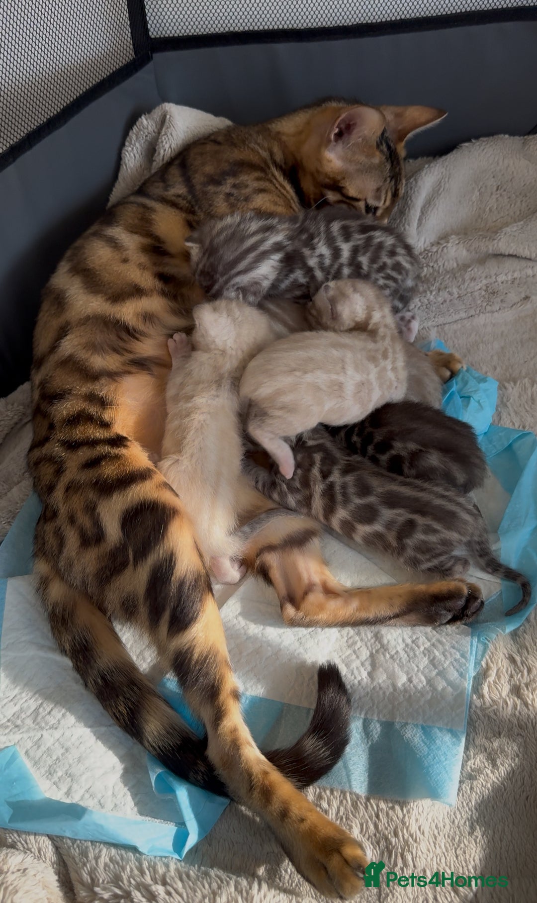 Bengal cats for sale: Milo & Maya’s beautiful pure Bengal babies 🐾 - Image 1