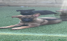 German Shepherd dogs for sale: gorgeous kc reg working blood line German Shepard  - Image 28