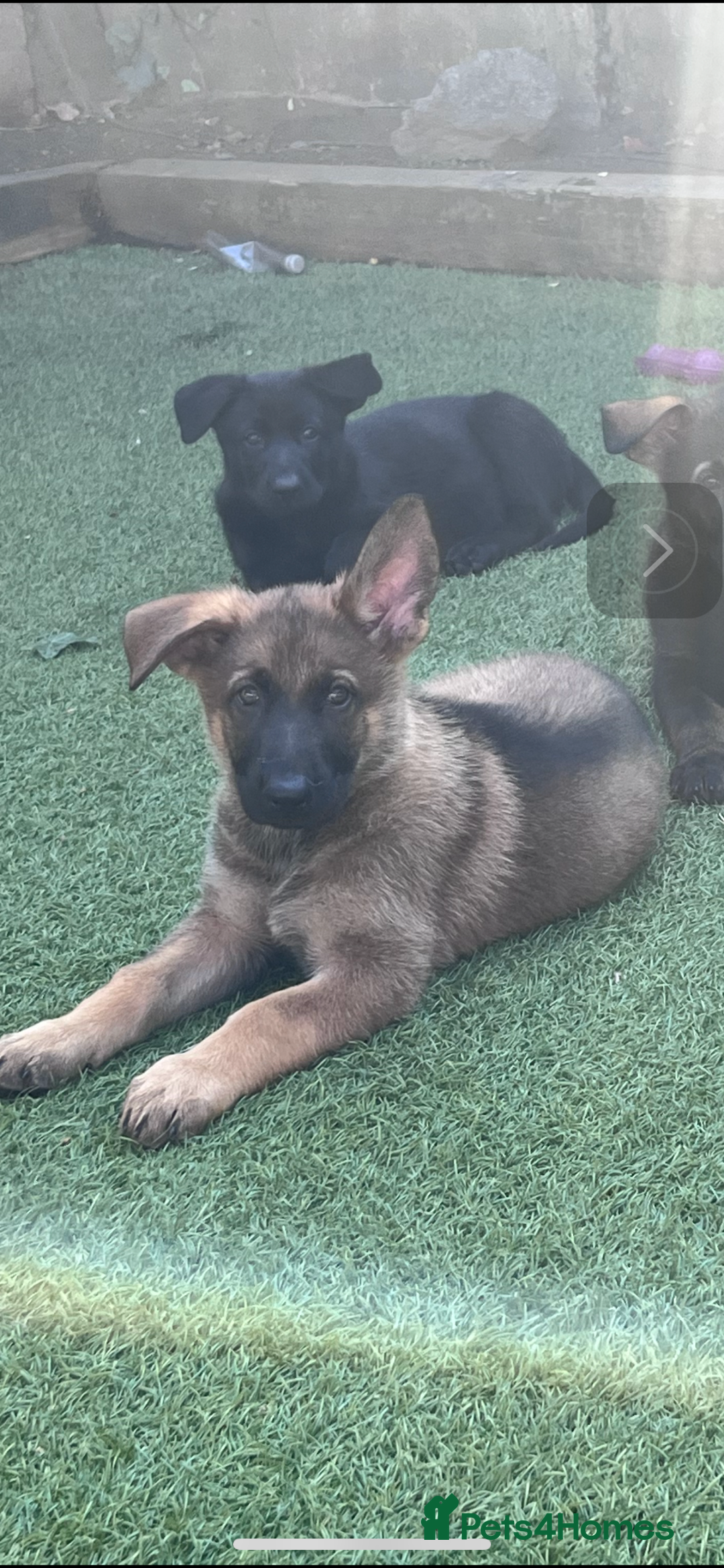 German Shepherd dogs for sale: gorgeous kc reg working blood line German Shepard  - Image 28