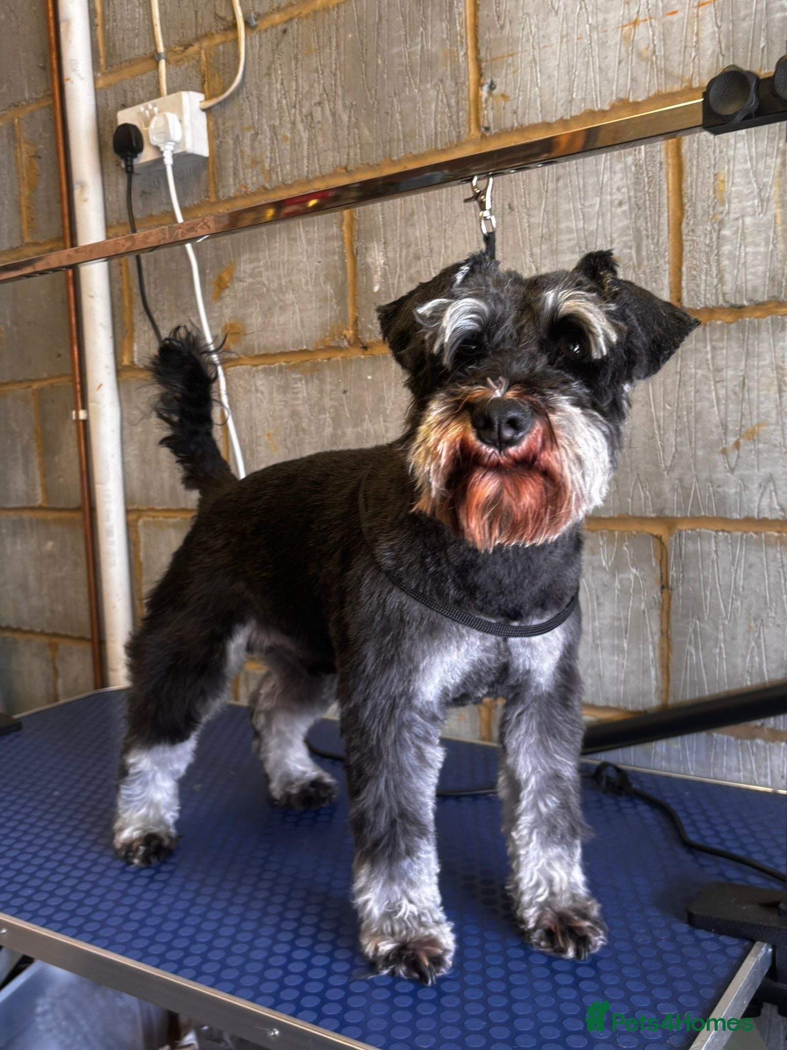 Miniature Schnauzer dogs Black and silver miniature schnauzer  - Advert 2