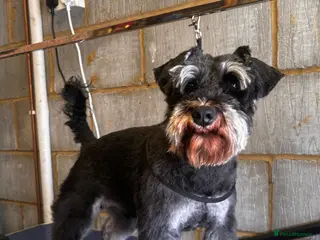 Miniature Schnauzer dogs Black and silver miniature schnauzer - Advert 2