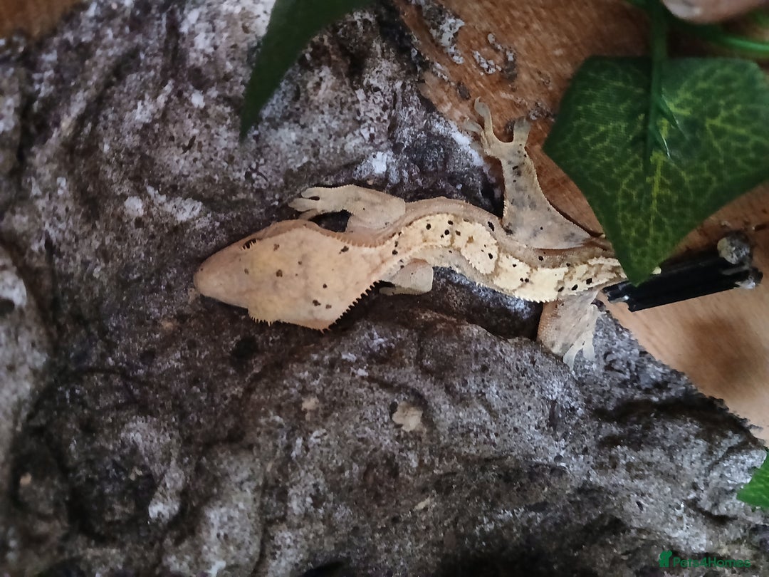 Gecko reptiles for sale: Crested geckos - Image 3