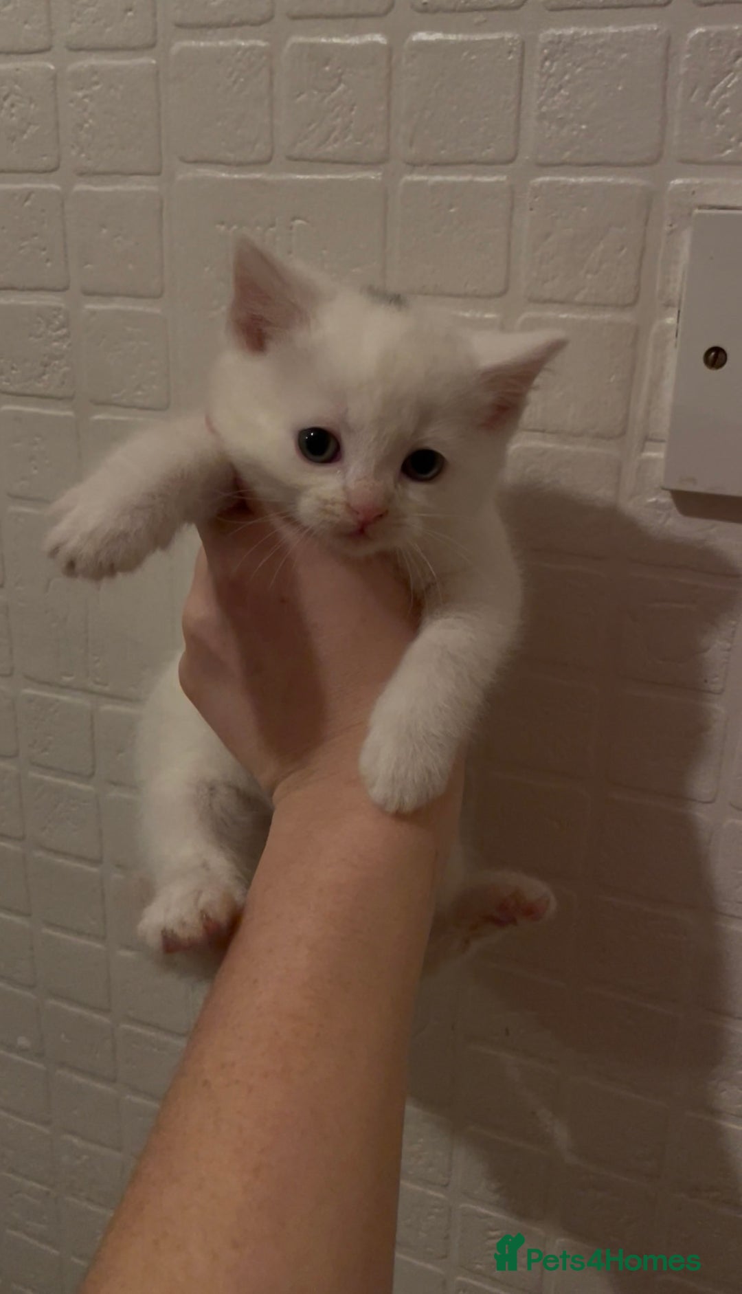 Domestic Shorthair cats for sale: Kittens ready to reserve  - Advert 16