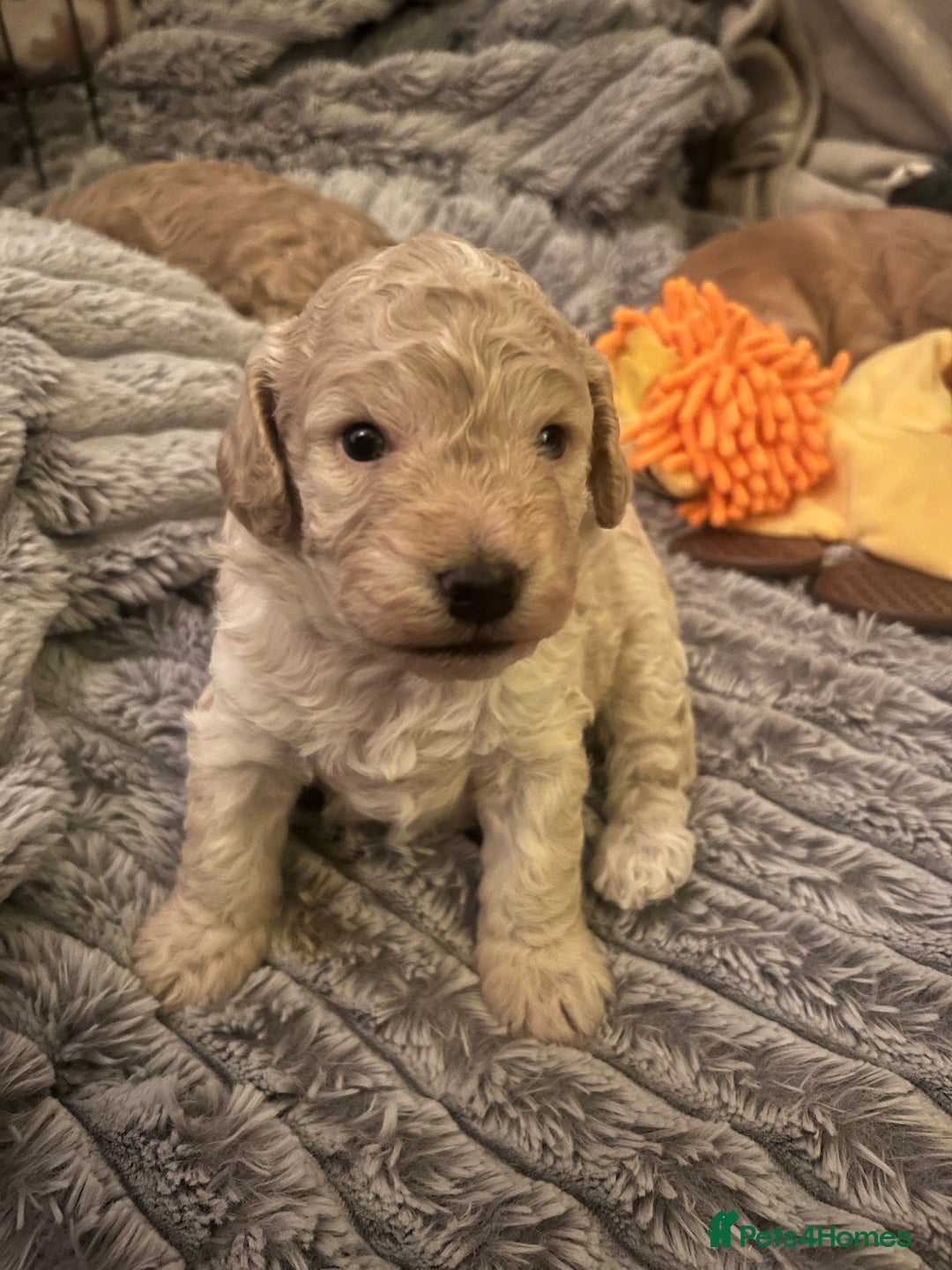 Cockapoo dogs for sale: Cockapoos for sale.  - Advert 26