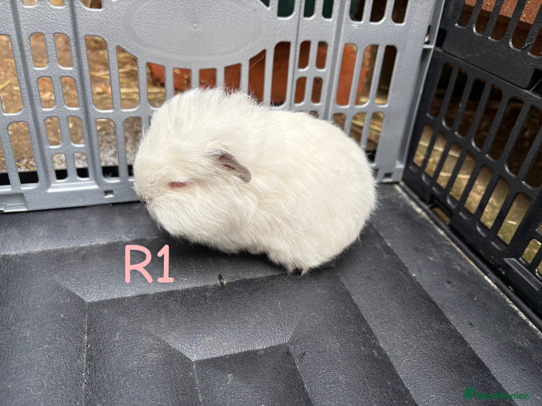 Guinea Pig rodents for sale: Baby Swiss guinea pigs for sale  - Advert 5