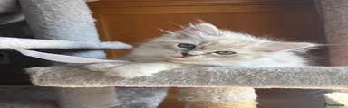 Ragdoll 1