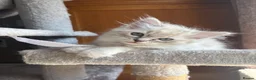 Ragdoll cats for sale: TICA registered - beautiful ragdoll kitten  - Advert 4