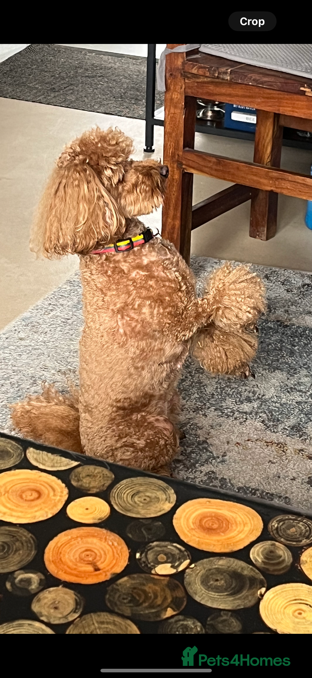 Toy Poodle dogs for sale: Phantom, black and tan and cream toy poodles  - Image 14