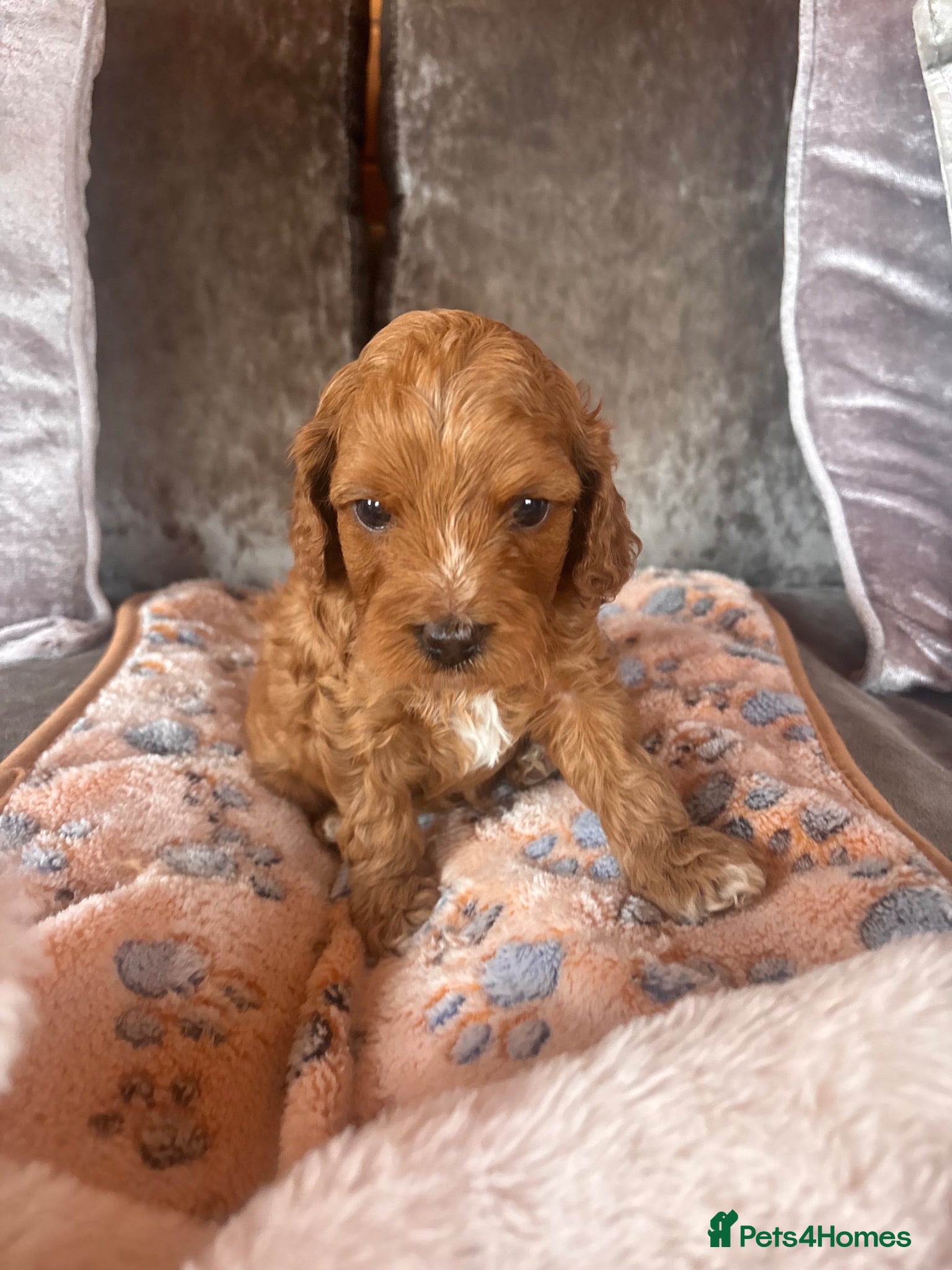 Cavapoo dogs 2 Beautiful Cavapoo puppies left - Advert 11