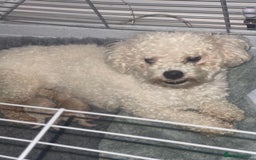 Poochon dogs for sale: Tiny babies ❤️❤️❤️ - Advert 7