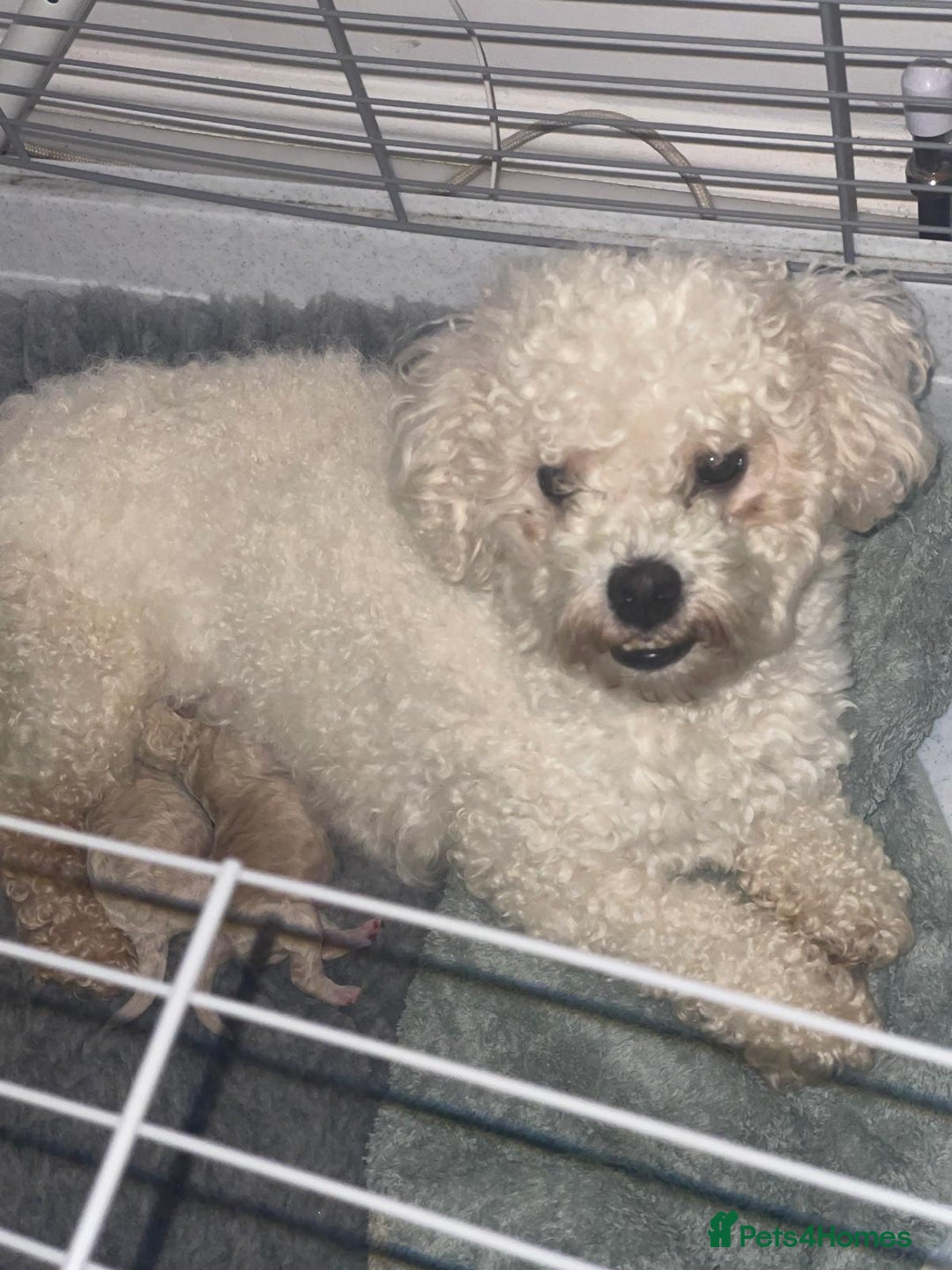 Poochon dogs for sale: Tiny babies ❤️❤️❤️ - Advert 7