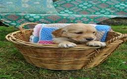 Golden Retriever dogs for sale: 🐾 KC Registered Golden Retriever Puppies 🐾 - Image 16
