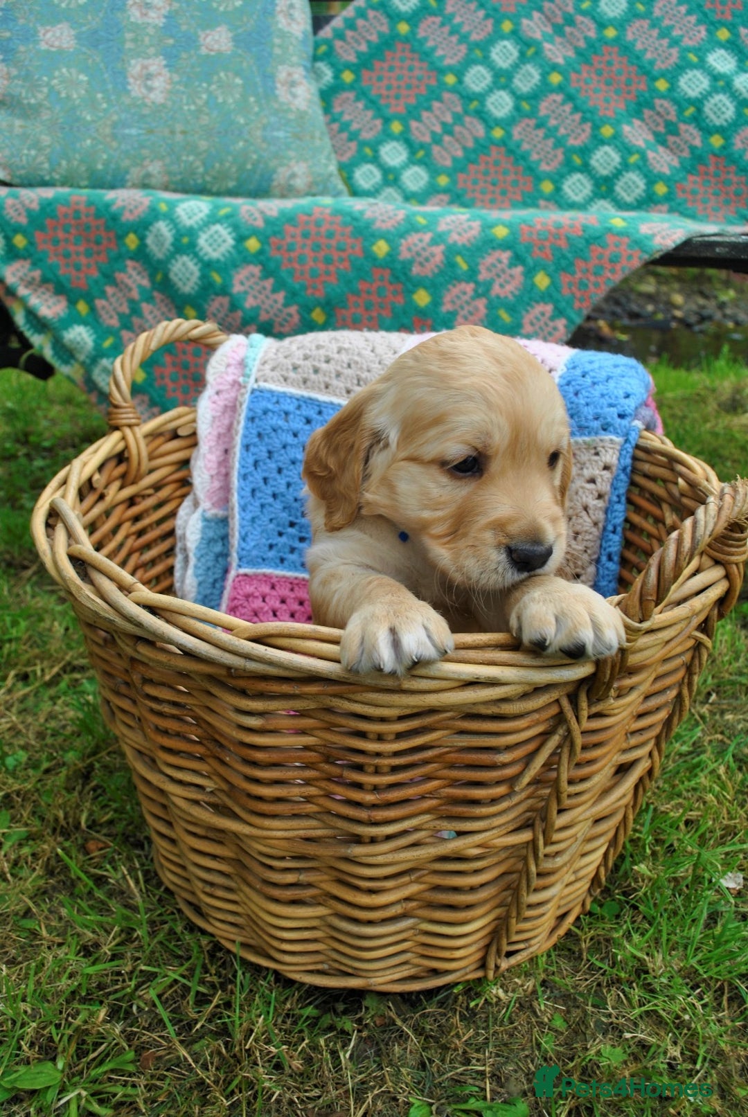 Golden Retriever dogs for sale: 🐾 KC Registered Golden Retriever Puppies 🐾 - Image 16