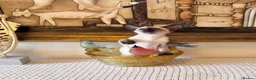 Oriental cats for sale: Beautiful TICA Oriental  and Siamese babies - Advert 4