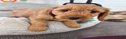 Cockapoo dogs for sale: *Hereditary clear Cockapoo Puppies 💜🐶* - Advert 6