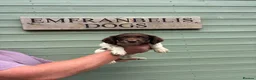 English Springer Spaniel dogs for sale: Kc springer spaniel Dog pup  - Advert 1