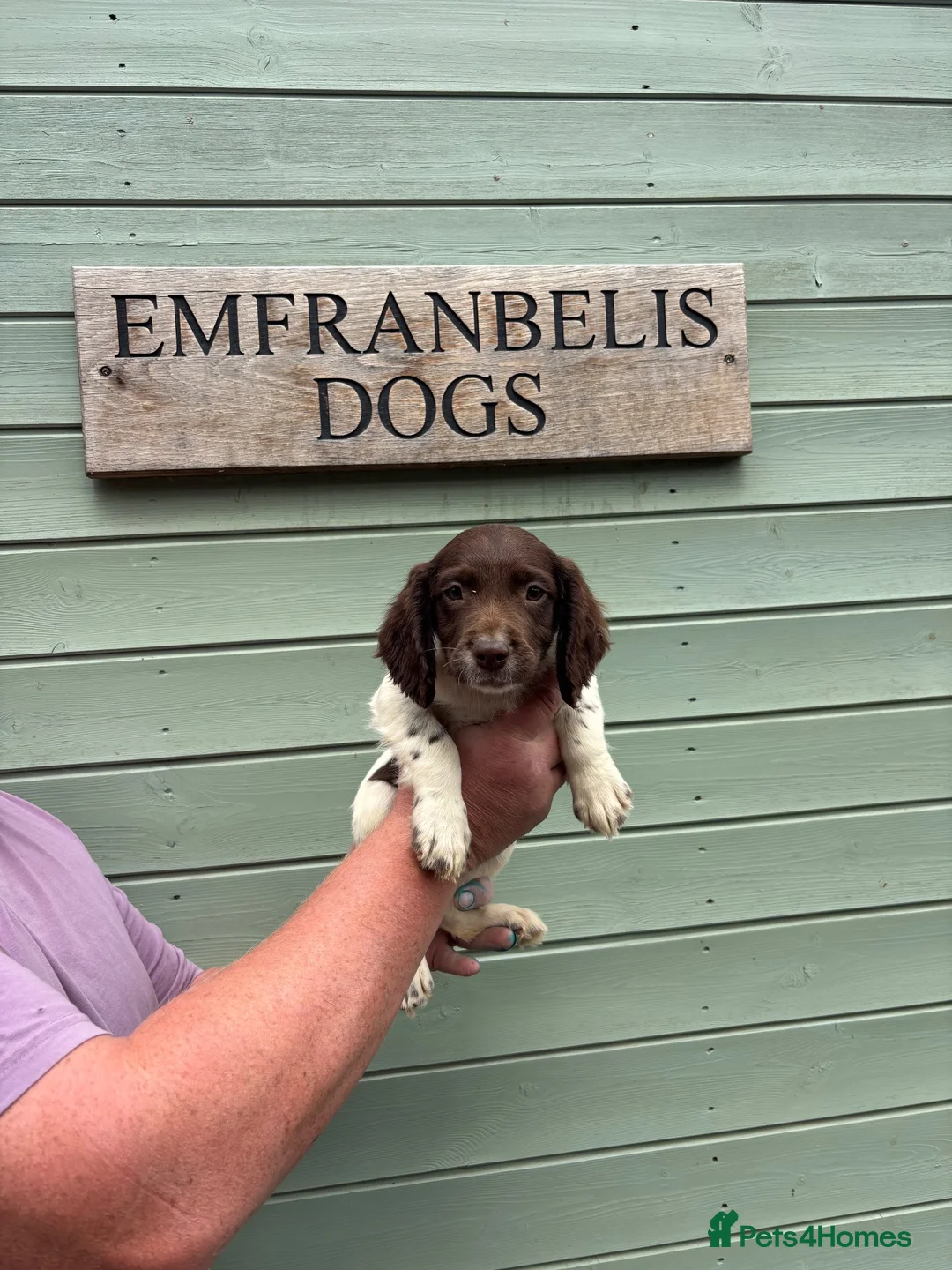 English Springer Spaniel dogs for sale: Kc springer spaniel Dog pup  - Advert 1