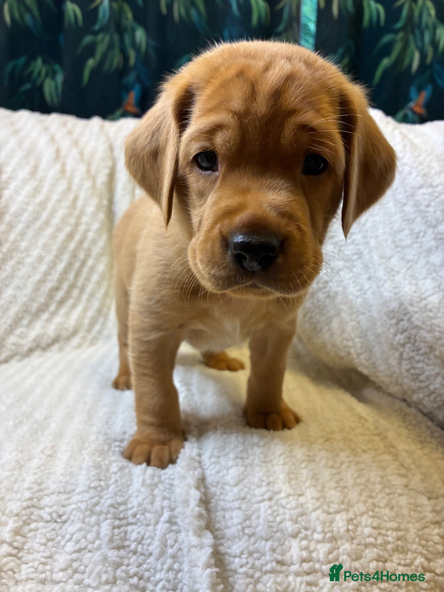 Labrador Retriever dogs for sale: ** THREE💙💙💙🐶🐾 left** - Advert 16