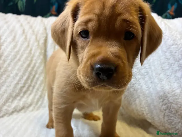 Labrador Retriever dogs for sale: ** THREE💙💙💙🐶🐾 left** - Advert 3