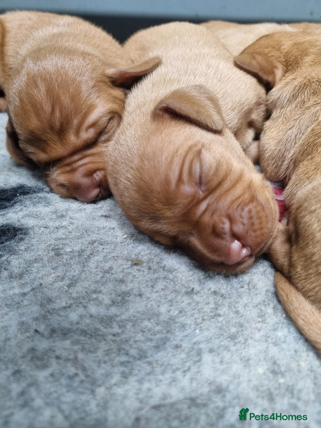 Hungarian Vizsla dogs for sale: Stunning KC Hungarian Vizsla Puppies  - Image 2