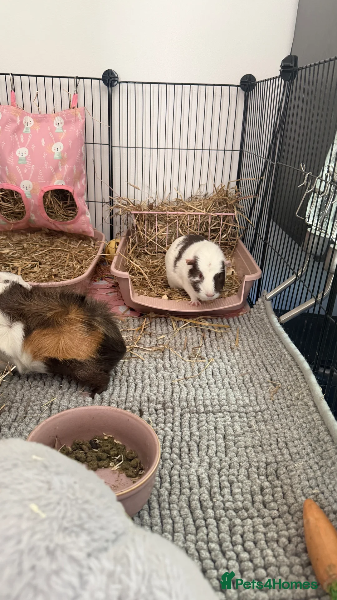 Guinea Pig rodents for sale: Female guinea pigs  - Advert 2