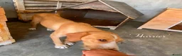Mixed Breed dogs for adoption: Harrier. 4 yrs approx. Available for adoption. in Brixham - Advert 4