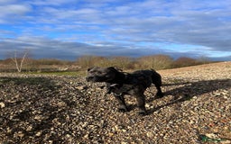 Staffordshire Bull Terrier dogs for stud: Gorgeous Blue Staffordshire Bull Terrier for Stud - Image 6