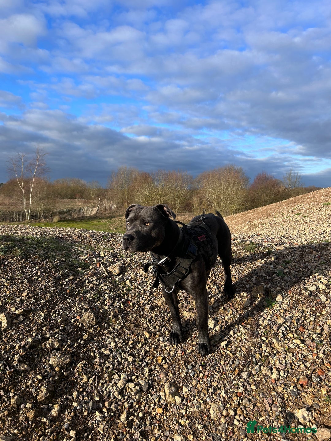 Staffordshire Bull Terrier dogs for stud: Gorgeous Blue Staffordshire Bull Terrier for Stud - Image 6