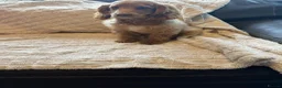 Pomapoo dogs for sale: Stunning green eyed pomapoo - Advert 5
