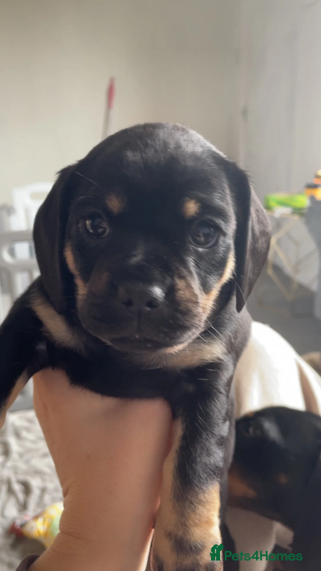 Mixed Breed dogs for sale: Beautiful litter of Daugs - Advert 2
