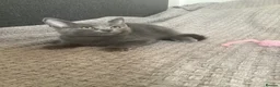Russian Blue cats for sale: Russian blue Scottish fold mix stunning breed  - Advert 5