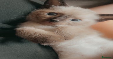 Siamese cats - Advert 2