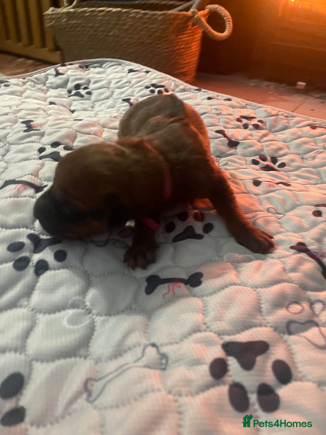 Rhodesian Ridgeback dogs for sale: Beautiful Rhodesian Ridgeback pups - Advert 17