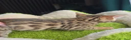 Bengal cats for sale: Outstanding rosetted brown bengal girls and boys🔥 - Advert 12