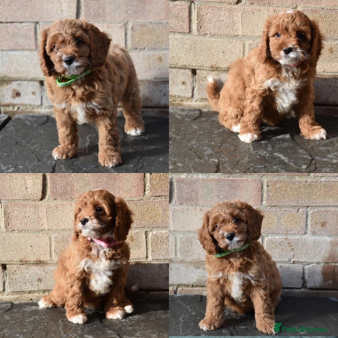 Cavapoo dogs for sale: Ready 31 Oct Toy Cavapoo  Puppies Fully Dna Clear - Advert 14