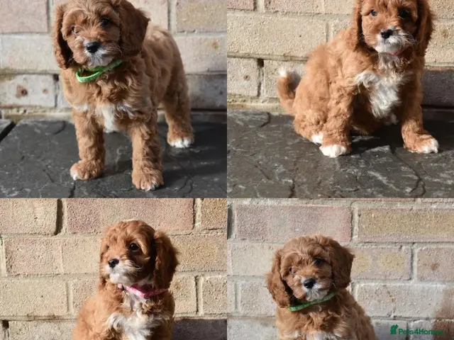 Cavapoo dogs for sale: Ready 31 Oct Toy Cavapoo Puppies Fully Dna Clear - Advert 14