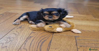 Cavalier King Charles Spaniel dogs - Advert 11