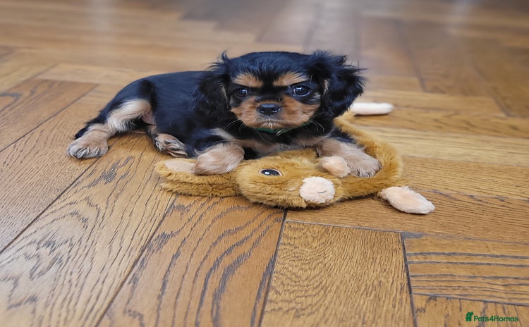 Cavalier King Charles Spaniel dogs - Advert 12