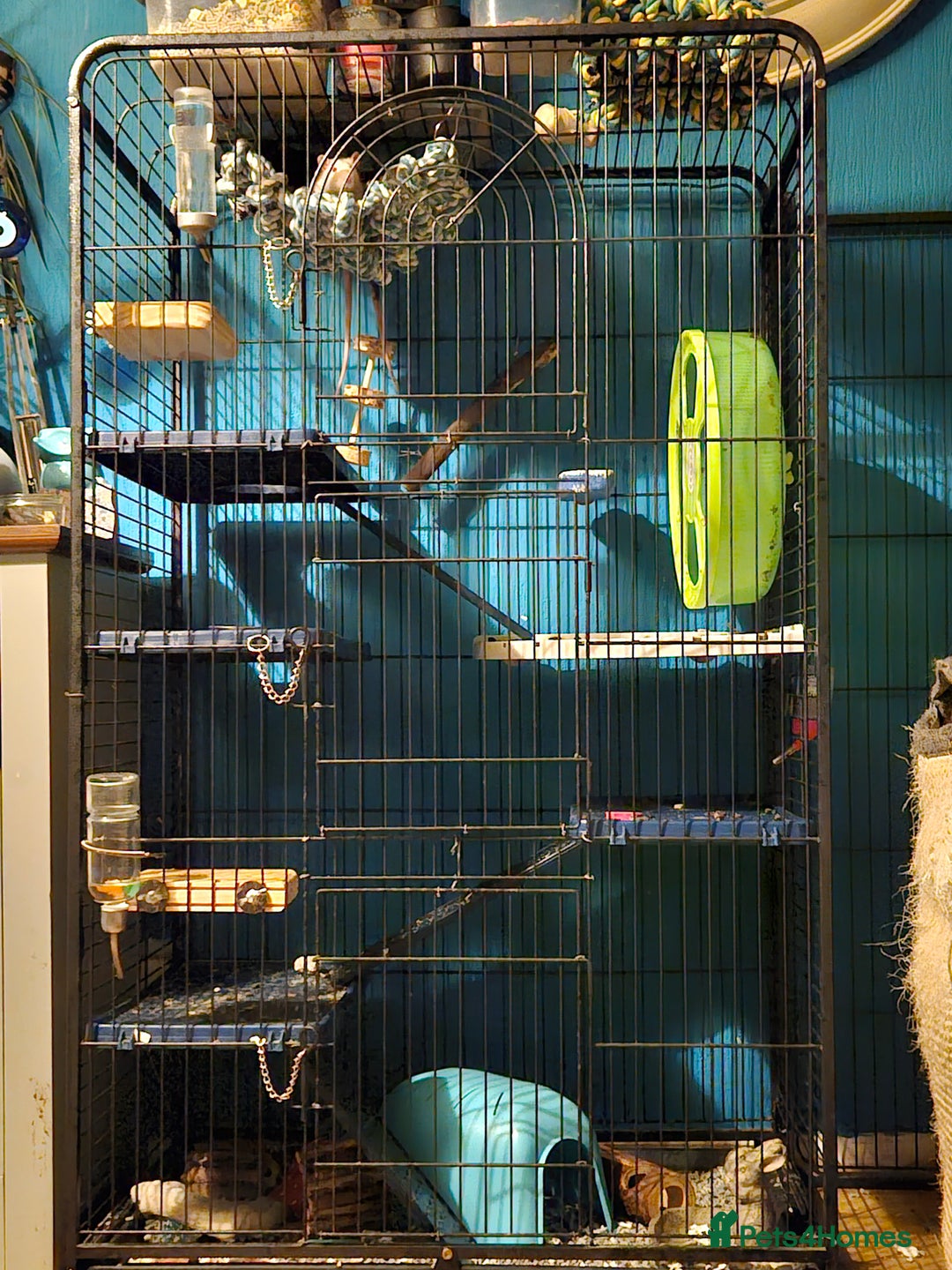 Rat rodents for sale: Two male rats  - Image 2