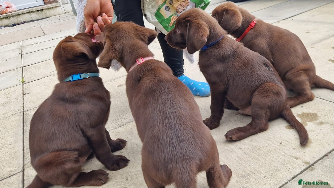 Labrador Retriever dogs for sale: Champain/chocolate puppys - Image 1
