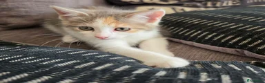 Ragdoll 6