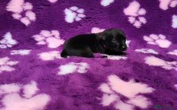 Labrador Retriever dogs for sale: KC registered yellow/black labrador puppies  - Image 9