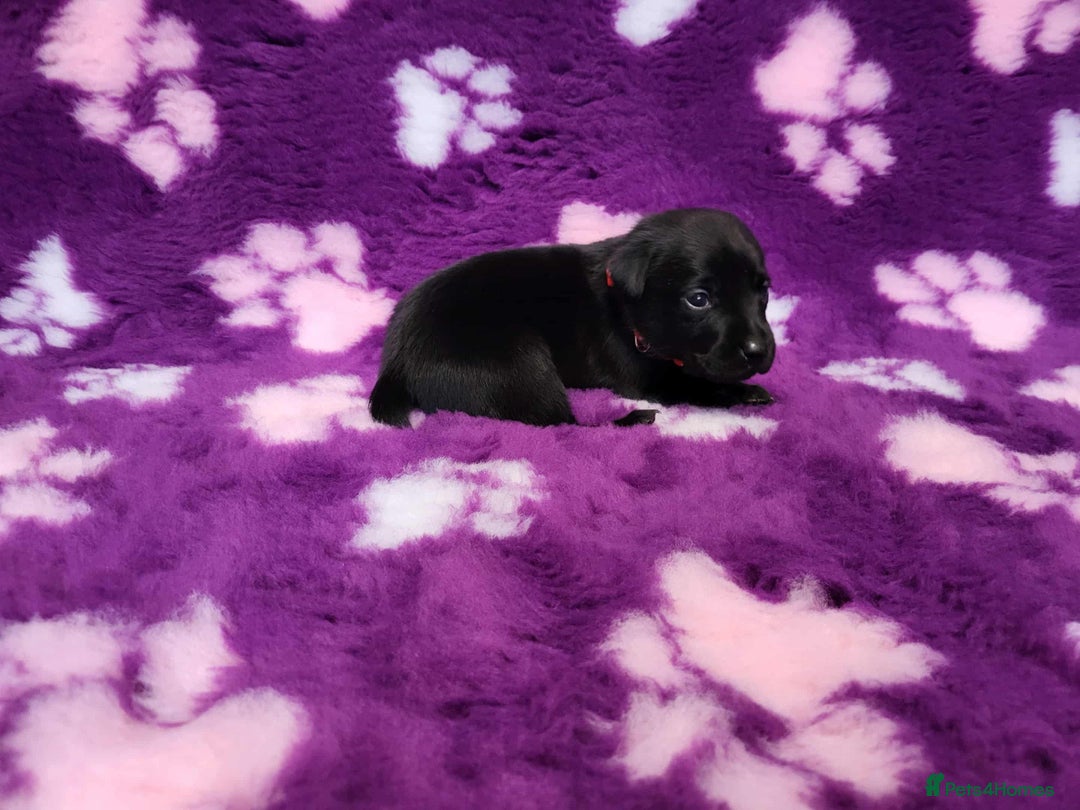 Labrador Retriever dogs for sale: KC registered yellow/black labrador puppies  - Image 9
