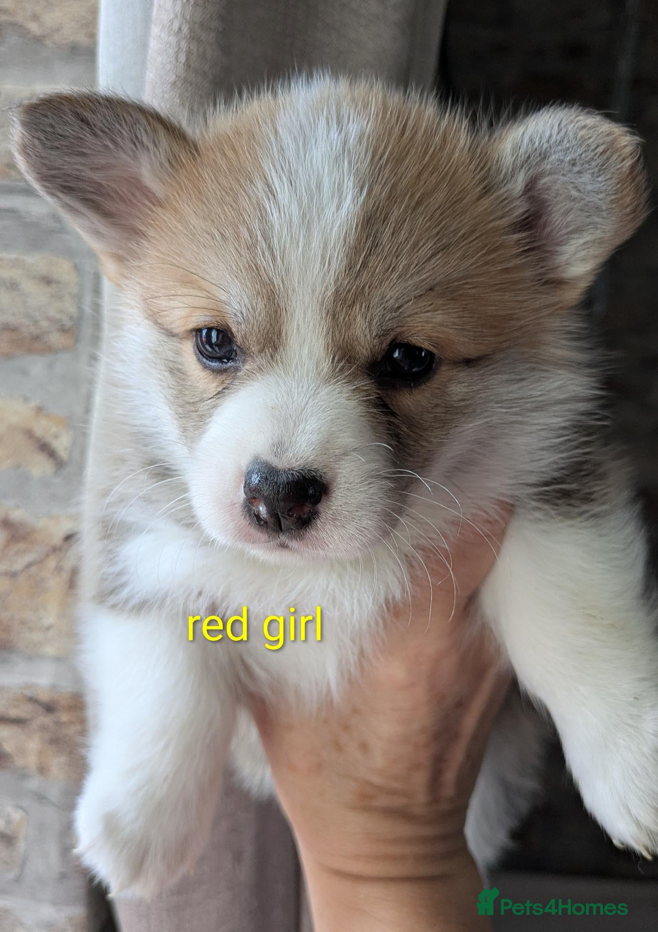 Welsh Corgi Pembroke dogs Quality, dna clear healthy fit pups - Advert 16