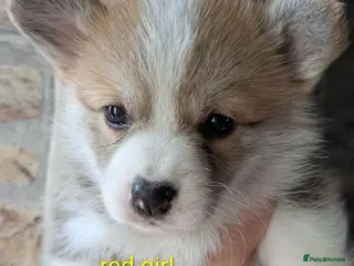 Welsh Corgi Pembroke dogs Quality, dna clear healthy fit pups - Advert 17