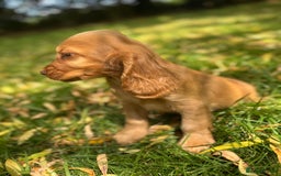 Cocker Spaniel dogs for sale: TRUE SHOWTYPE COCKERSSPANIELS HEALTHTESTED PARENTS - Image 7