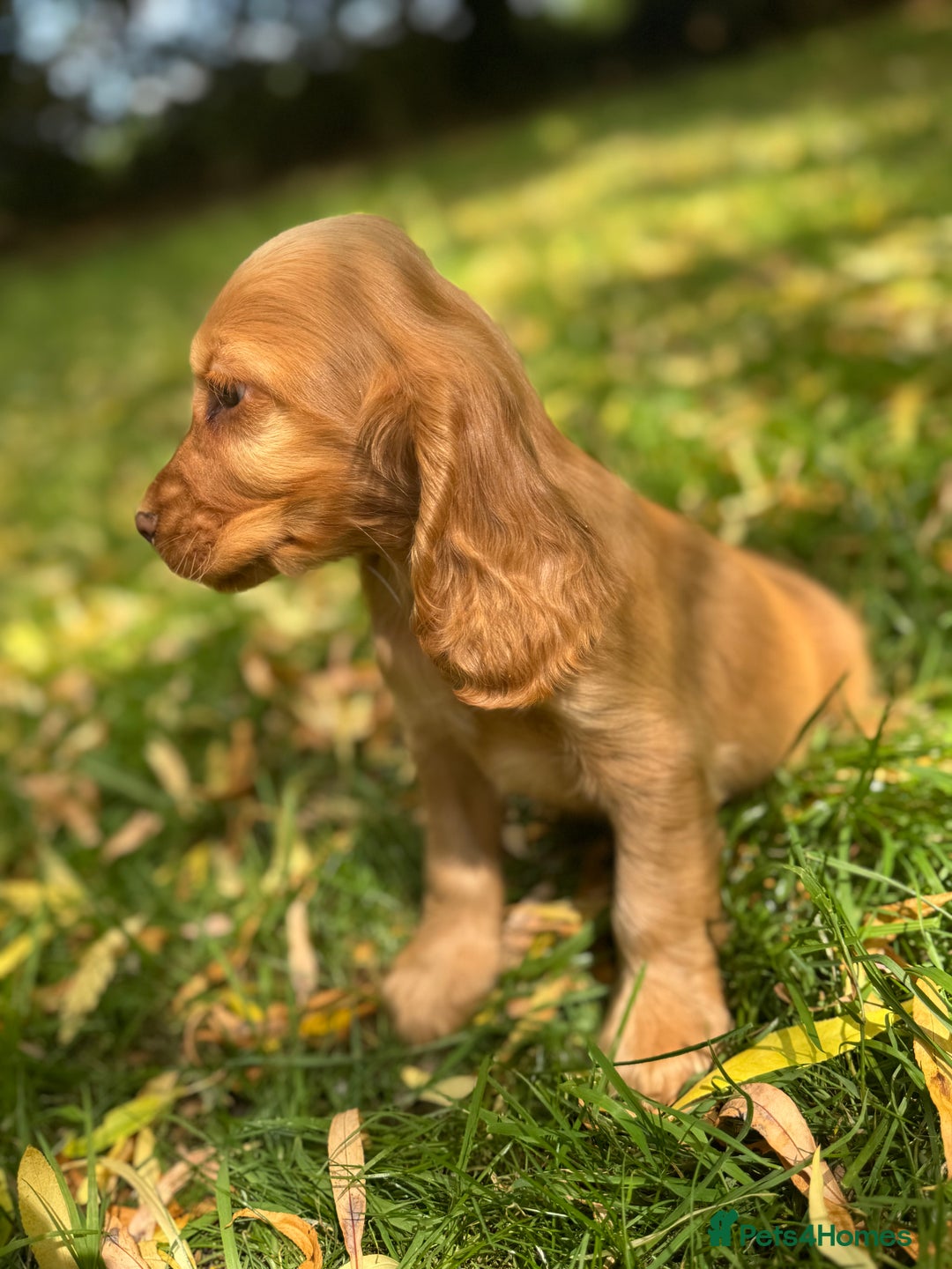 Cocker Spaniel dogs for sale: TRUE SHOWTYPE COCKERSSPANIELS HEALTHTESTED PARENTS - Image 7