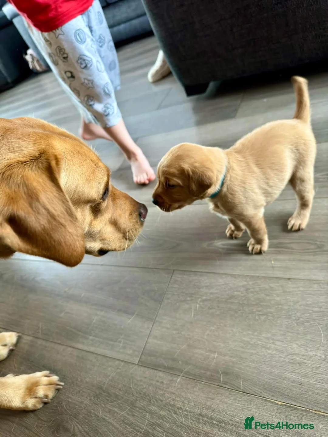 Labrador Retriever dogs for stud: Proven Stud in Workington - Advert 9