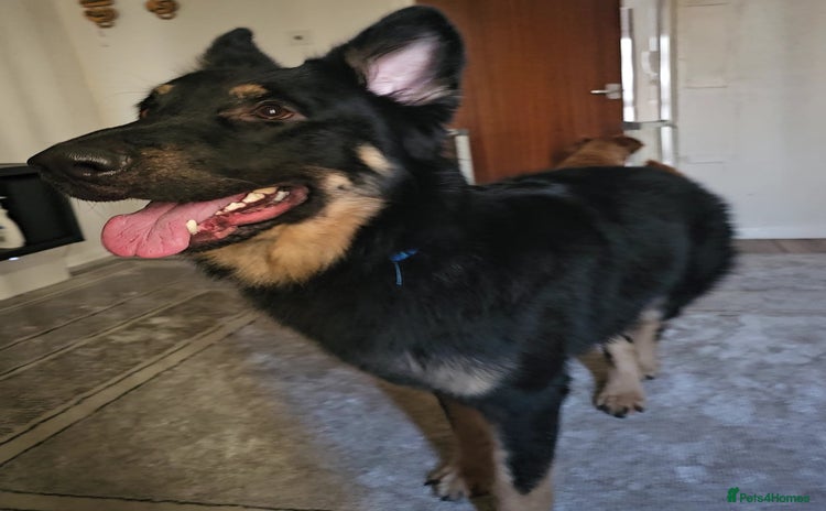 German Shepherd dogs German shepherd for STUD long coat straight back. - Advert 4